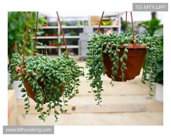 免佣百家乐规则详尽指南，帮助新手快速理解游戏流程与赢钱技巧